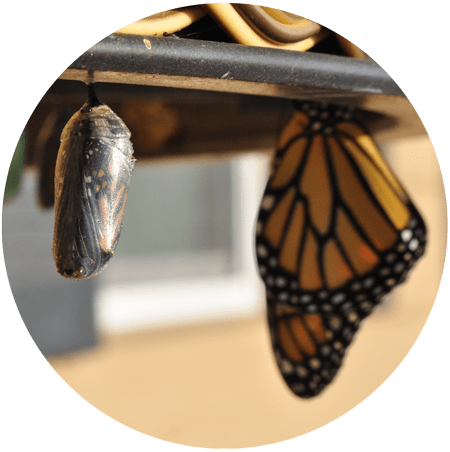 Image of a butterfly hanging next to a cocoon for blog article entitled "Are You Ready for Lasting Change?" for Gulf Breeze Recovery non-12 step holistic drug and alcohol rehab