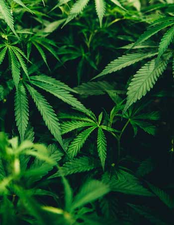 image of hemp plant for blog article entitled "What are you getting with CBD?" for Gulf Breeze Recovery non-12 step holistic drug and alcohol rehab.