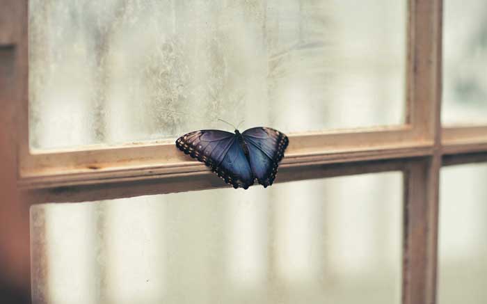 butterfly-perched-on-window-900px