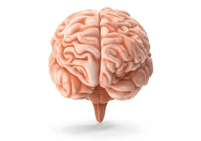 image of brain in 3D for Gulf Breeze Recovery on-12 step holistic drug and alcohol rehab