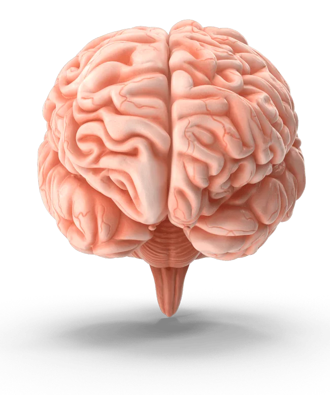 image of brain in 3D for Gulf Breeze Recovery on-12 step holistic drug and alcohol rehab