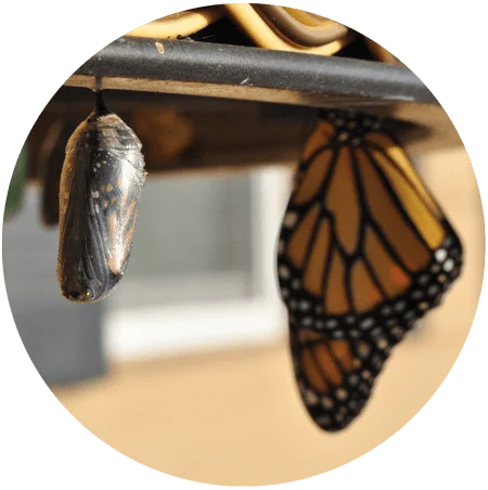 Image of a butterfly hanging next to a cocoon for blog article entitled "Are You Ready for Lasting Change?" for Gulf Breeze Recovery non-12 step holistic drug and alcohol rehab