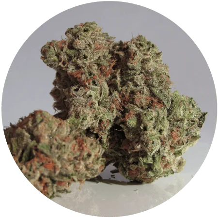 The Rush to Legalize Marijuana image of hi-grade medical marijuana for Gulf Breeze Recovery non-12 step holistic drug and alcohol rehab program THRIVE® Total Health Recovery