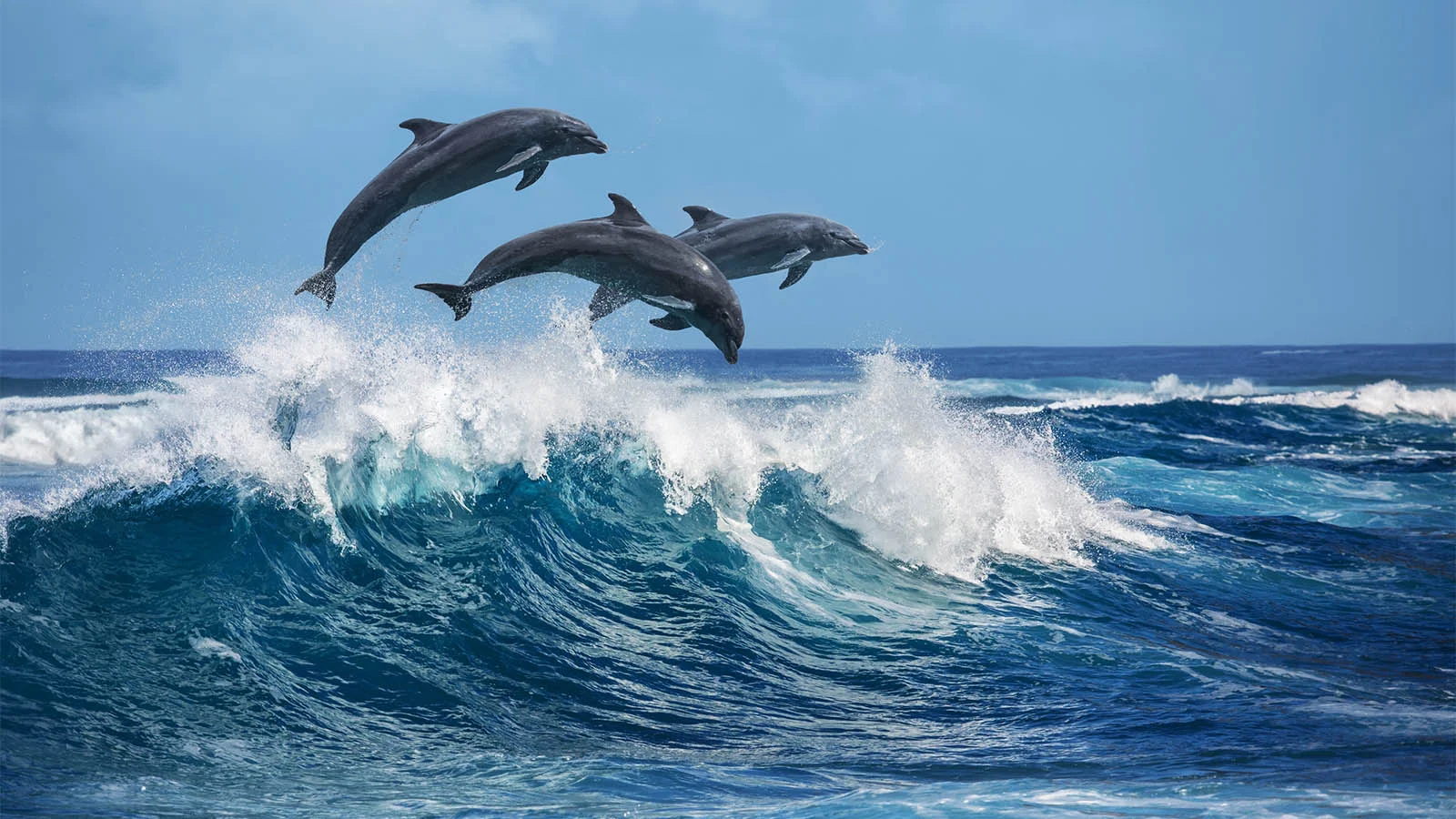 Dolphins jumping out of ocean