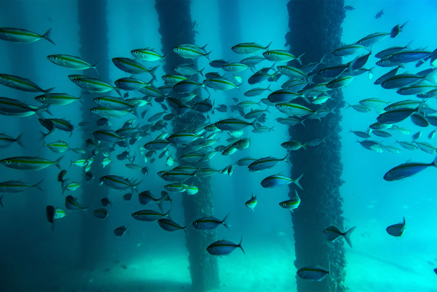 School of fish underwater