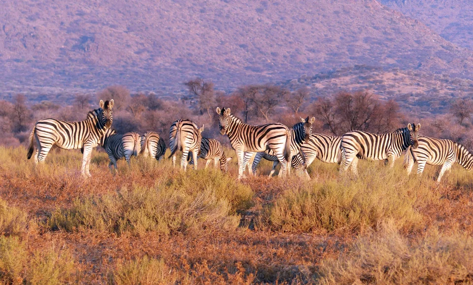 zebras-960px